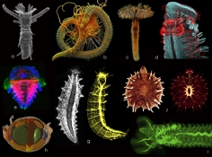 Биология кольчатых червей