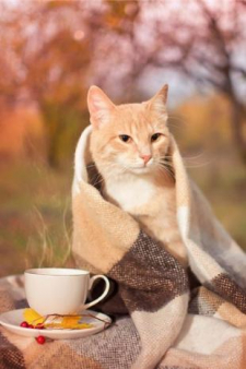 Валерия Александровна Румянцева